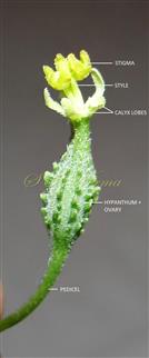  Female Flower with petals removed